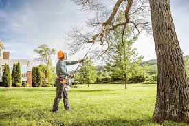 Best Tree Preservation Services  in Anahola, HI