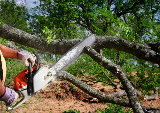 Best Emergency Tree Removal  in Anahola, HI